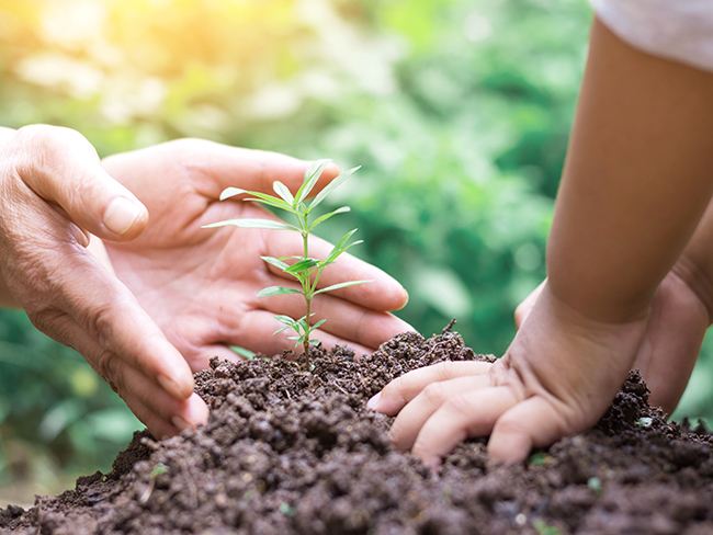 Hands planting 